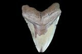 Bargain, Megalodon Tooth - North Carolina #91142-1